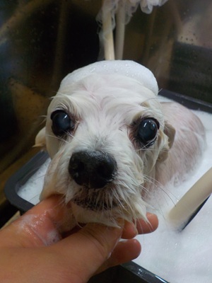 あわあわ.。o○