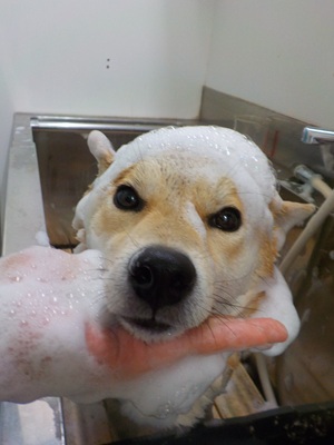 あわあわ.。o○