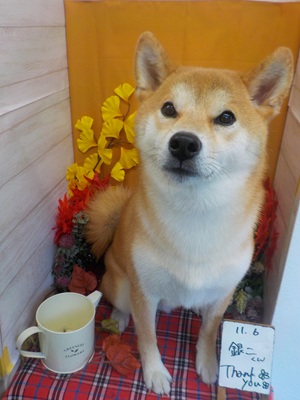 ぴかぴかになったよ~