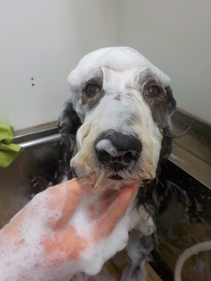 泡まみれ○o。.