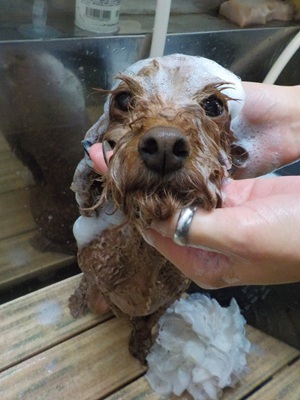 頑張ってます…