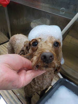 あわあわ○o。.