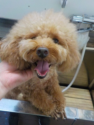 シャンプーですか!?