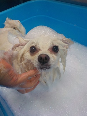 あわあわ○o。.