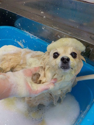 ハーブ泡.。o○