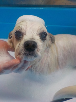 あわあわ○o。.