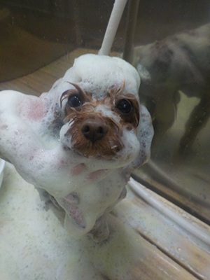 ハーブ泡.。o○