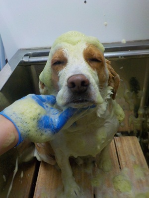 ハーブ泡.。o○