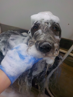 あわっあわ.。o○