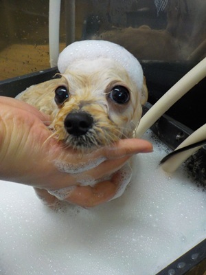 泡風呂～○o。.