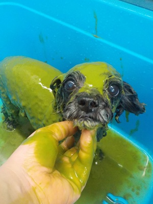 🌿パック中🌿