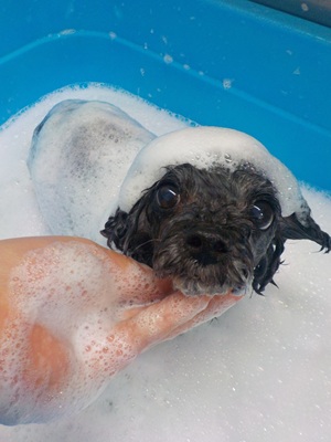 あわあわ○o。.