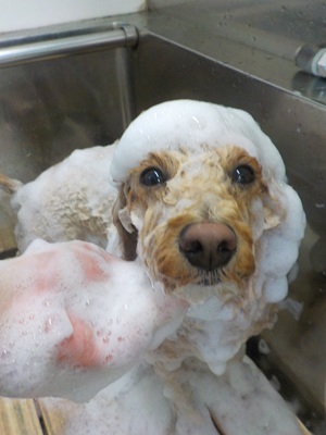 モコモコ.。o○