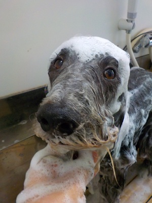 あわあわ○o。.