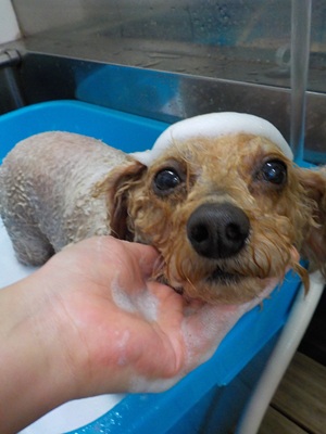 きれいにな～れ