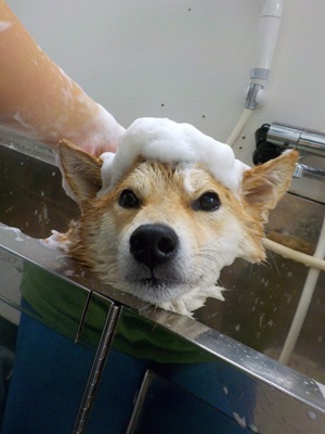 あわのせ～.。o○