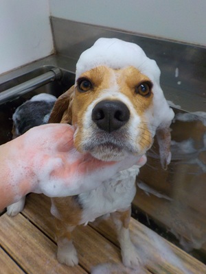 あわあわ○o。.