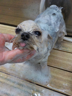 あわあわ○o。.