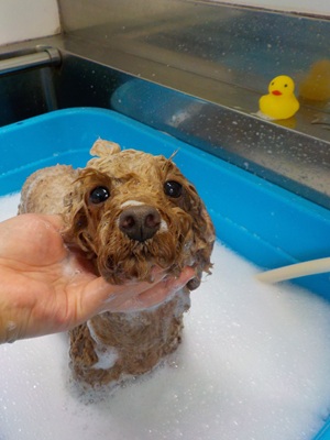 あわあわ○o。.