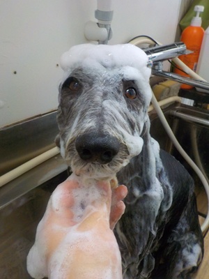 あわあわ○o。.