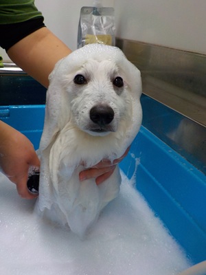 あわあわ○o。.