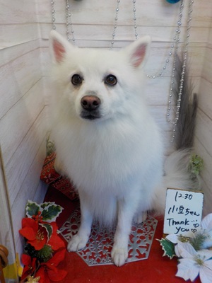 綺麗になったわ♪♪