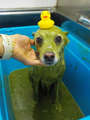 ピヨピヨ🌿🌿