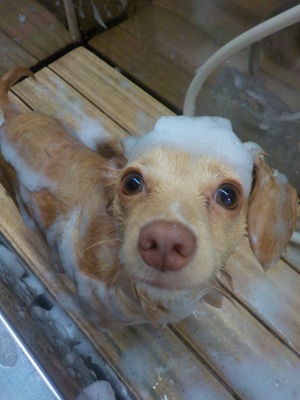 あわあわ○o。.