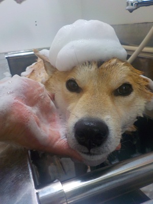 あわのせ～.。o○