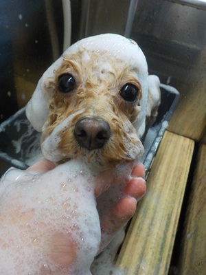 あわのせ~.。o○