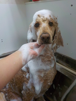 あわあわ○o。.