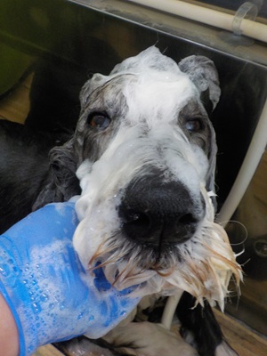 あわあわ○o。.