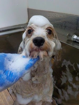 あわあわ○o。.