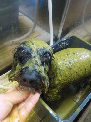 ハーブパック🌿