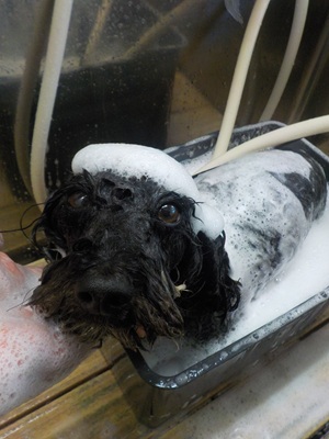 あわあわお風呂♨