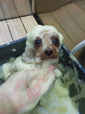 ハーブ泡.。o○