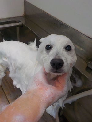 きれいにな～れ♪