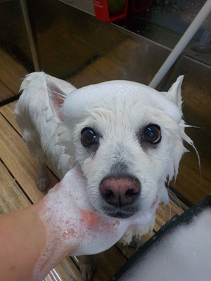 あわのせ～.。o○