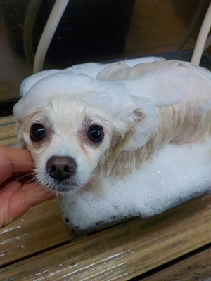 あわあわ○o。.