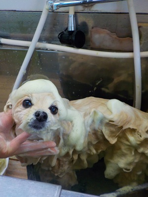 ハーブシャンプー🌿