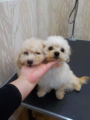 ふたりできたよ~!