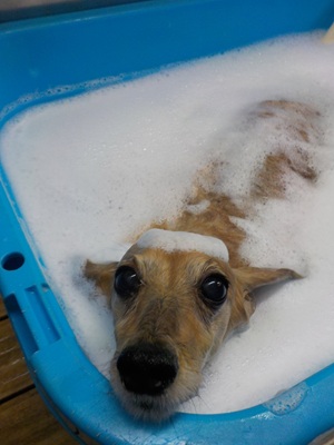 プカプカ○o。.