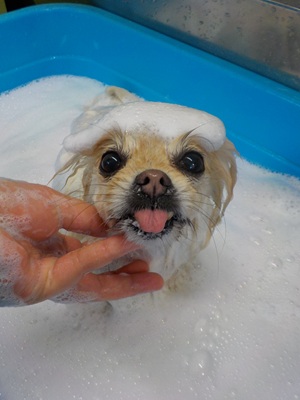 あわあわ○o。.