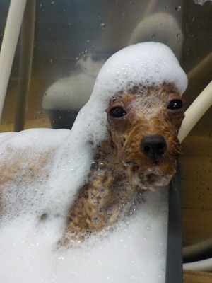 泡風呂～○o。.