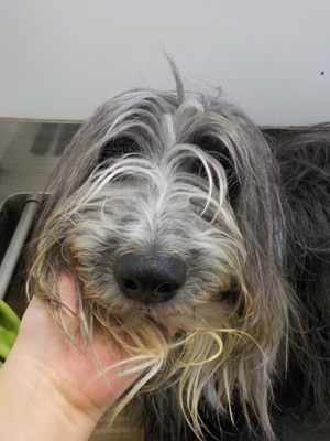 もしゃもしゃ～