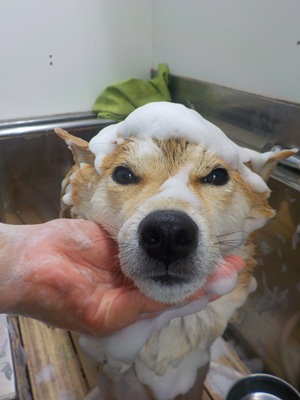 あわあわ○o。.