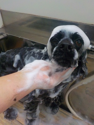 きれいにな~れ✨