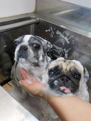 あわあわ○o。.