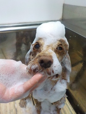 あわっあわ.。o○