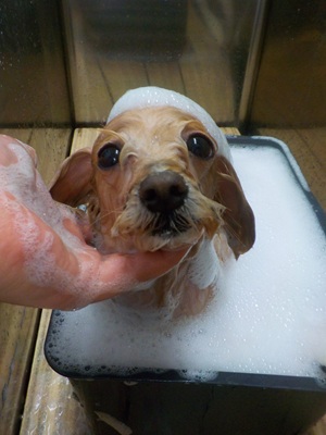 あわあわ○o。.